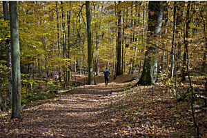 Stimmungstief im Herbst – Ursachen, Tipps & Hilfe aus der Apotheke