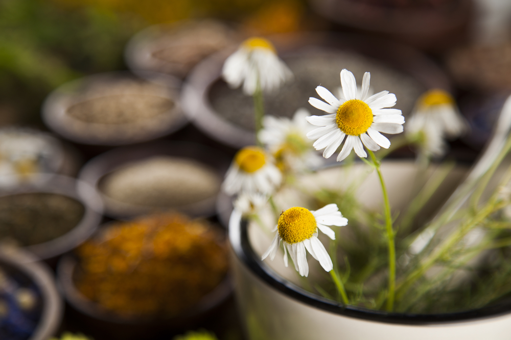 Pflanzliche Hilfe bei Verdauungsproblemen - Phytopharma